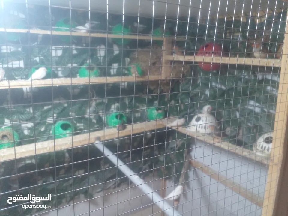عصافير جنه 20 جوزه مكينة إنتاج مشالله  جوزين حب منتج