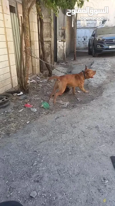 بيتبول حارس شخصي