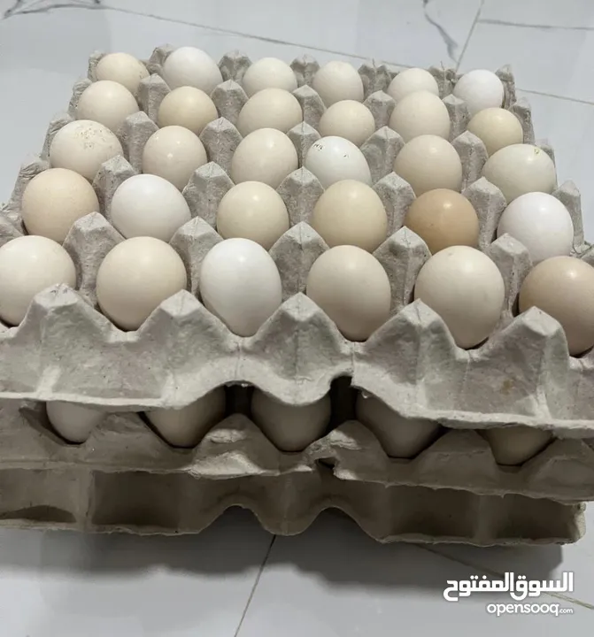 بيض محلي  30 بيضة ب 1.700