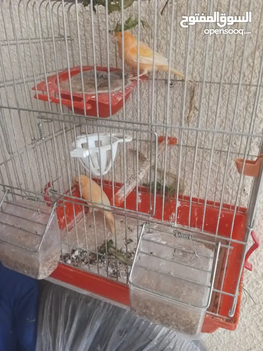 طيور كناري جاهزة بحالة وصحة جيدة