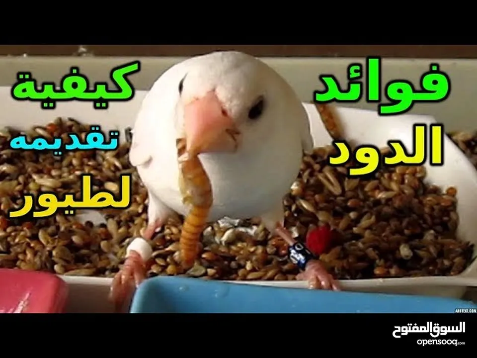 يرقات دود القبابي حي ميلوورم mealworm غذاء ممتاز بروتين حيواني لا يسبب التشحيم للطيور والاسمام