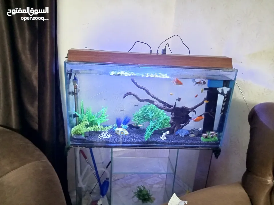 حوض سمك واسماك للبيع