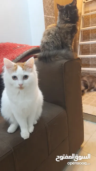 قطط للتبني cats for adoption