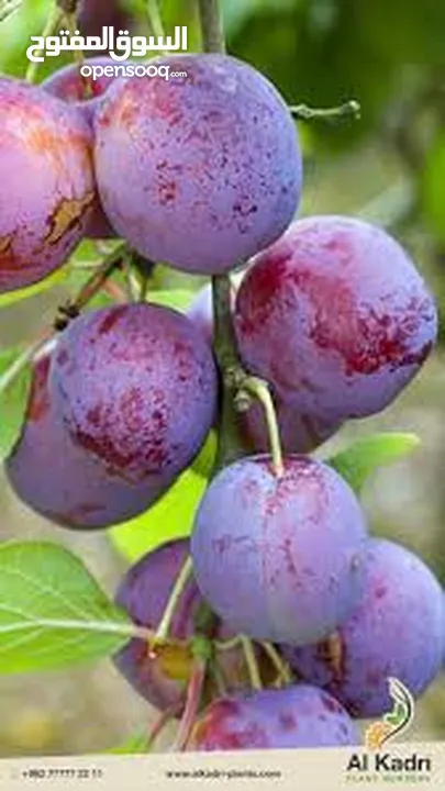 اشجار مثمره