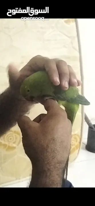 tame parrot for sale....