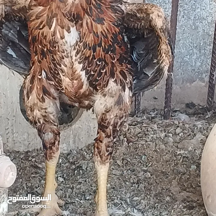 ديك باكستاني نخب النخب عمر سنه وشهر