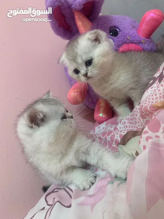 Scotch fold kittens