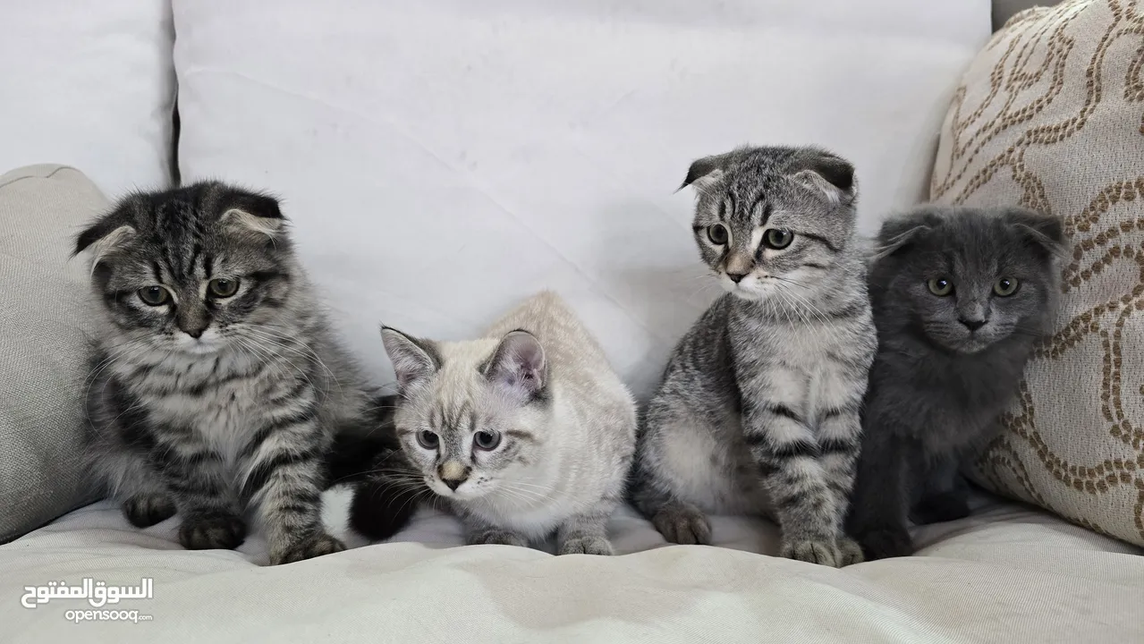 Scottish fold cats male and female  2 month  old