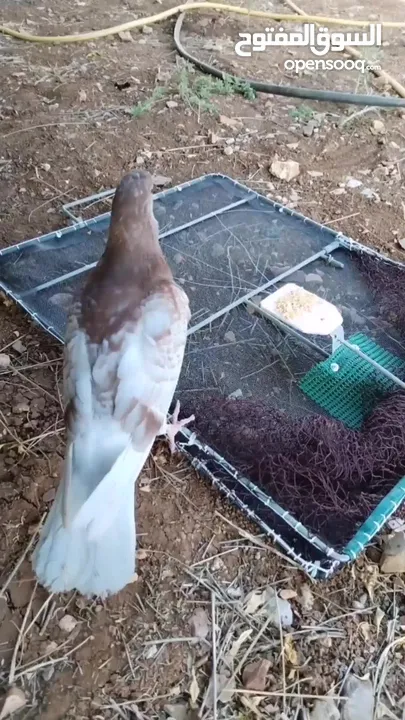 فخ طيور كبير مصيدة شبكة صيد