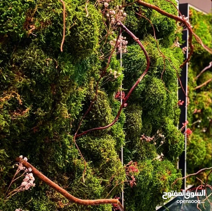 Moss walls for houses and office + Gallery 1 art work