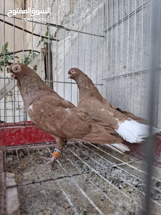 جواز نخب بالصلاة على النبي