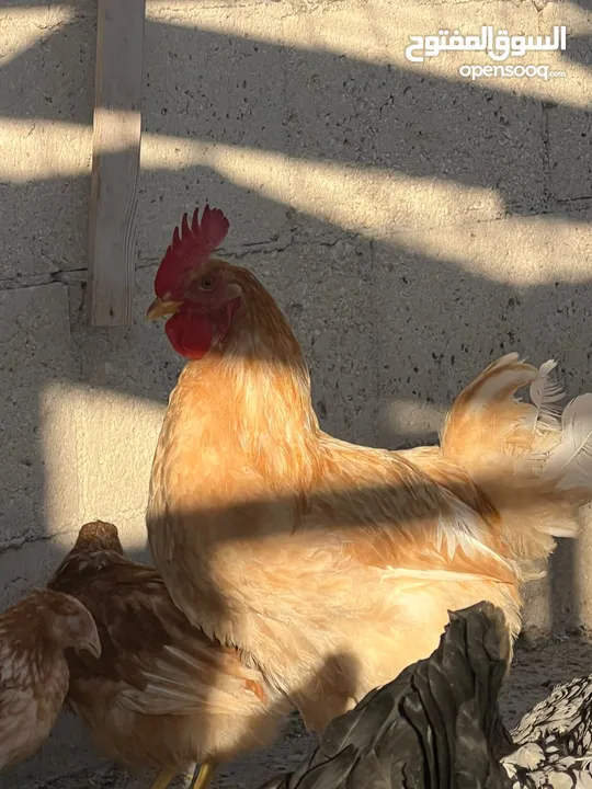جاج لوهمان + بلدي بياض للبيع