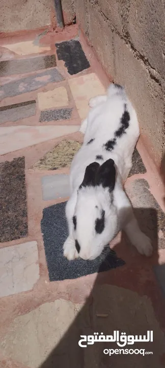 أرنب  أنثى العمر 4 شهور