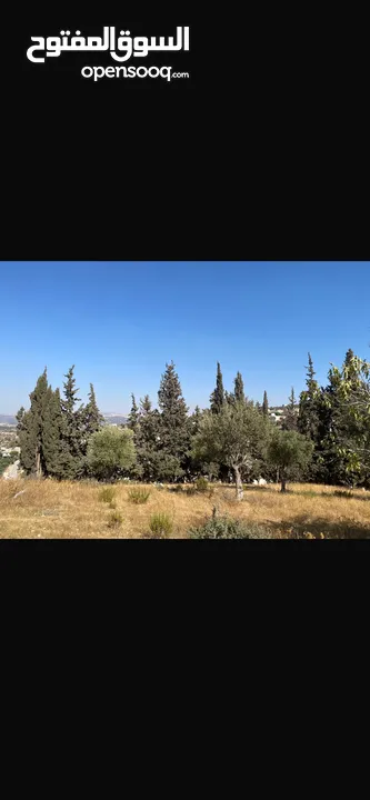 قطعت ارض في أم جوزه دنم و 23 متر (قابل  للتفاوض)موقع رائع الحجر مستورد من نابلس و انبا في 1950