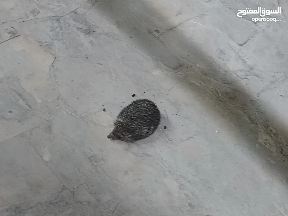 قنفذ صحه ونضافه للبيع