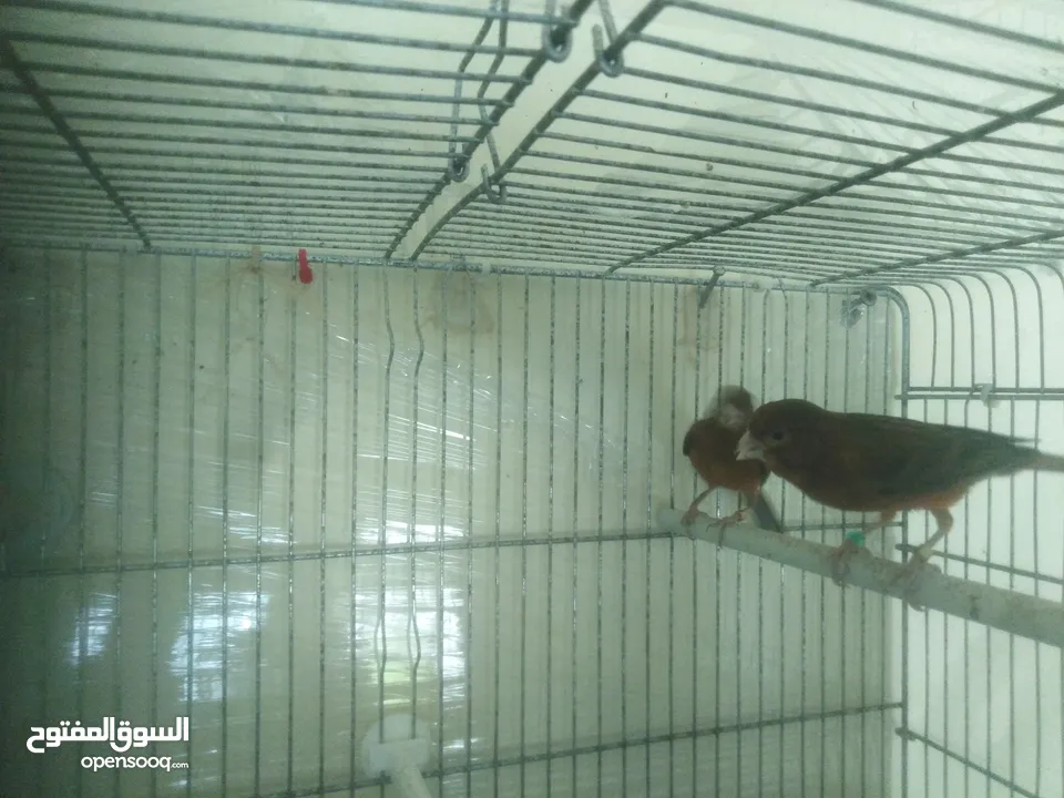 طيور كناري لون مخملي  للبيع المستعجل ( اقرأ الوصف جيدا )