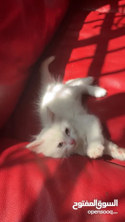 برتش مكس شيرازي