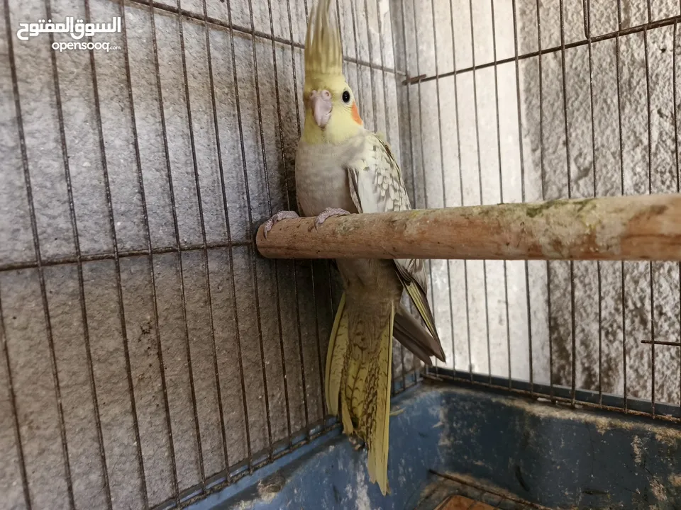جوز كوكتيل مع فراخ وبيض / موقع عجلون عنجره / تفاصيل بالوصف