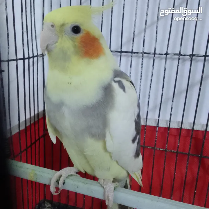 التواصل عبر واتس اب ببغاء كوكتيل  حجم كبير وعصافير حب مفتل و البينو وعادي عادي احجام كبيره