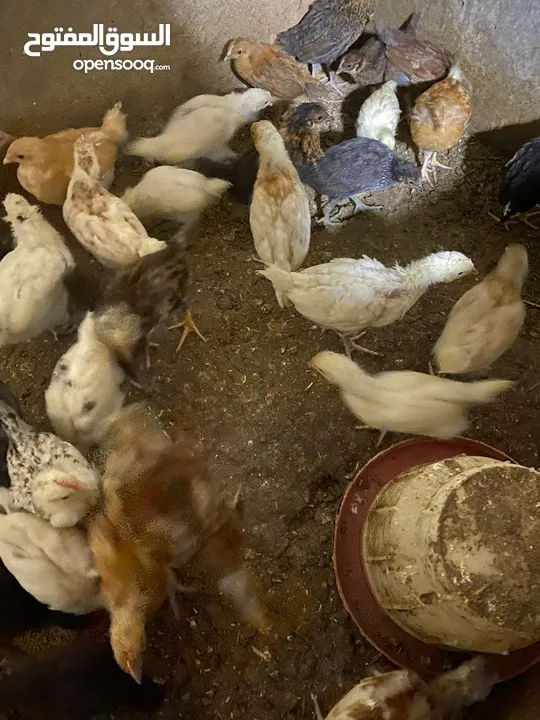 صيصان دجاج بلدي للبيع بسعر مغري