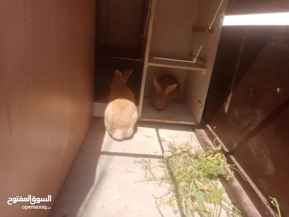 ارانب للبيع ثلاثه ذكرين وانثى الماني