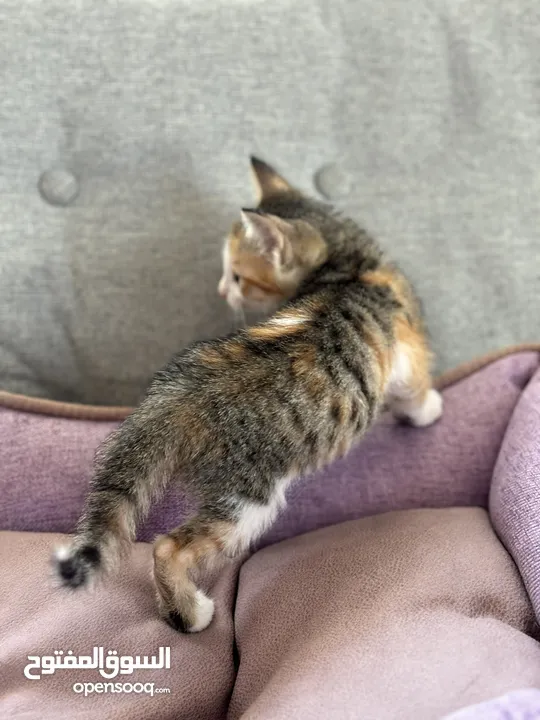 House kittens 8 weeks