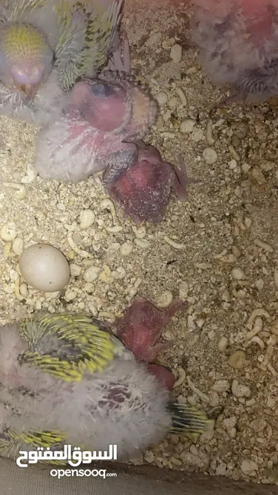طيور حب تحتهم سبه فراخ و بيضة بسعر حرق