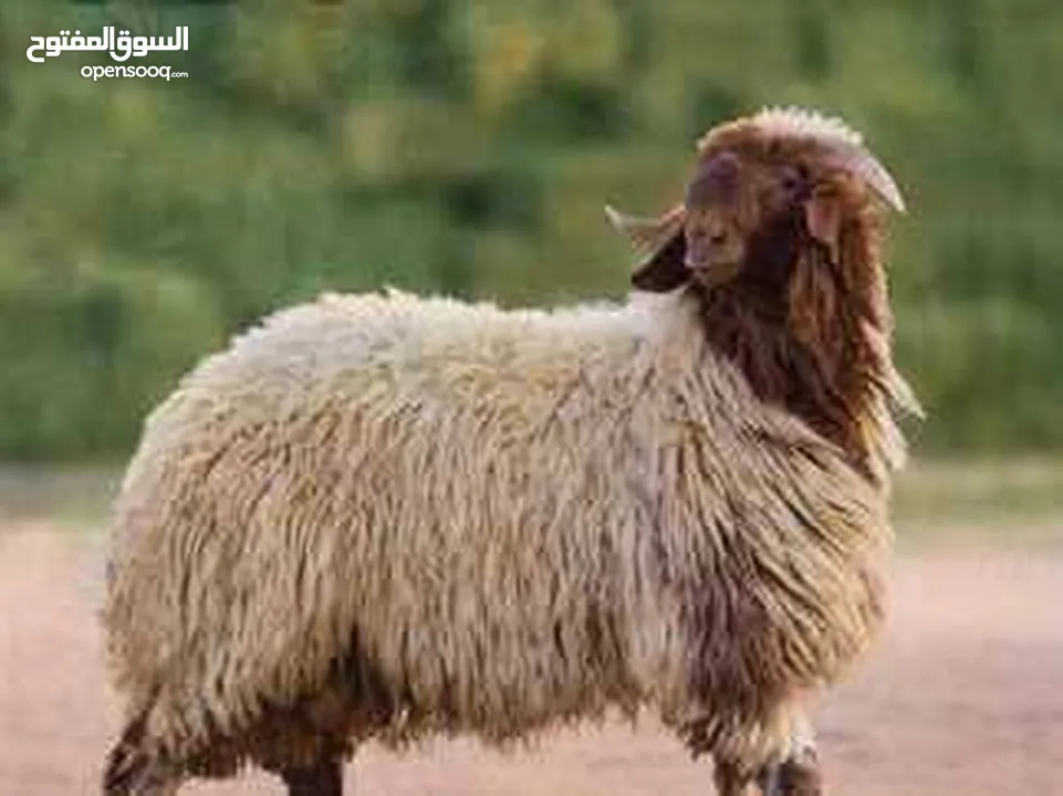 لحام متنقل لباب بيتك جزار