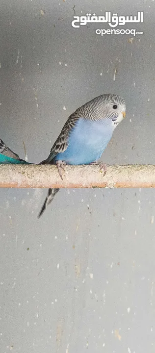 طيور حب نوعيه ممتازه