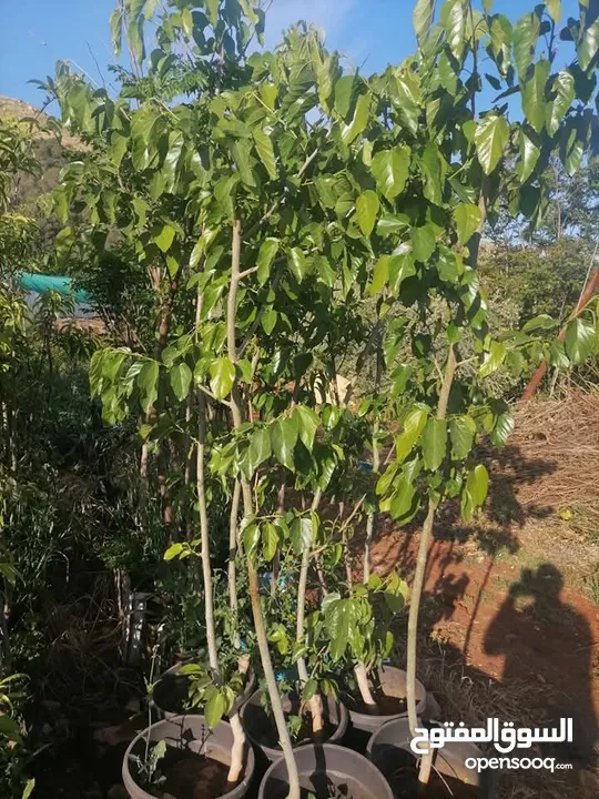 زراعة الحدائق