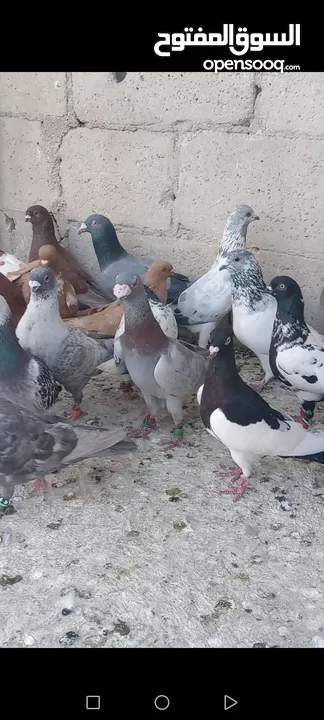 متاح 65حبه طيور كش