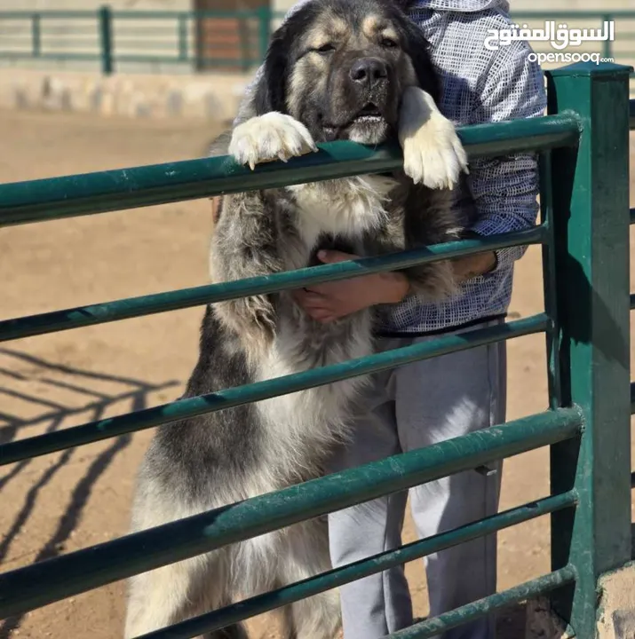 (Caucasian shepherd) الراعي القوقازي