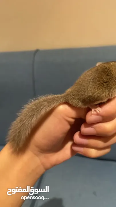 سنجاب صغير أليف micro squirrel