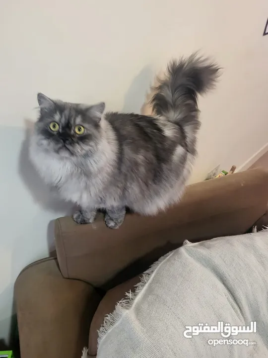 2 x Cats Looking for adoption - Persian and himalayan-persian
