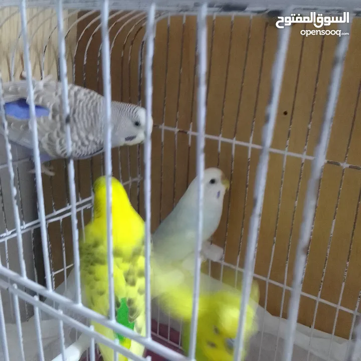 التواصل عبر الوتس اب عصافير حب وكوكتيل حجم جامبو كبير مفتلات والبينه وعادي