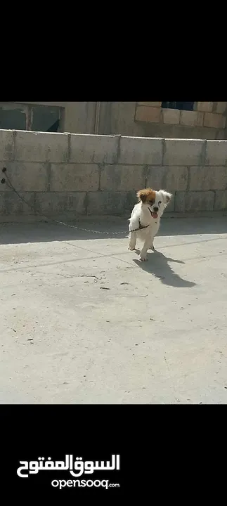 كلبة جاك رسل