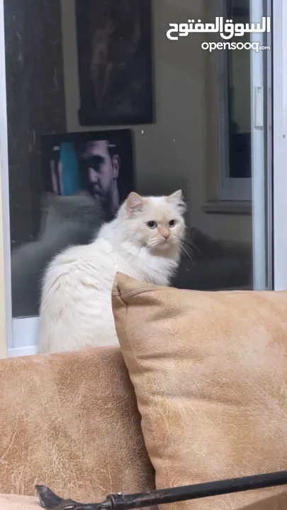 شيرازي للبيع عمرها سنة وشوي سعرها 600(قابل للتفاوض المعقول) اجتماعية وبترد عصحابها ومتعودة عالحمام