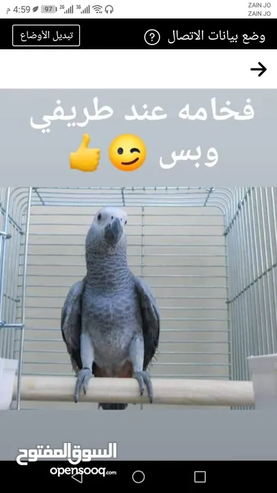 ببغاء كاسكو مزرعه حجل ذهبي أليف جدا جدا 