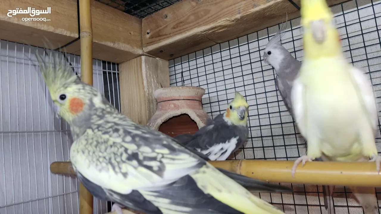 love bird, cockatiel, familiar, breeding pairs, male female