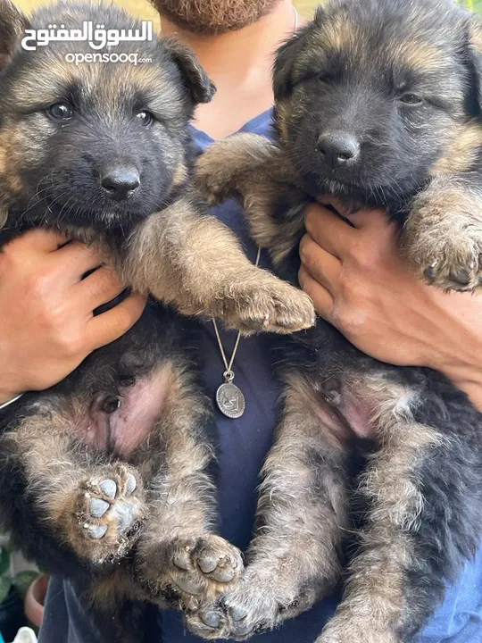 جراوي جيرمن للبيع German Shepard puppies for sale - Opensooq