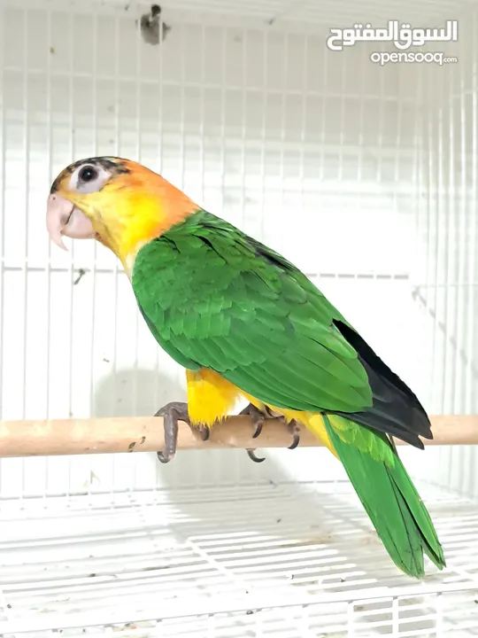 white belly caique parrot