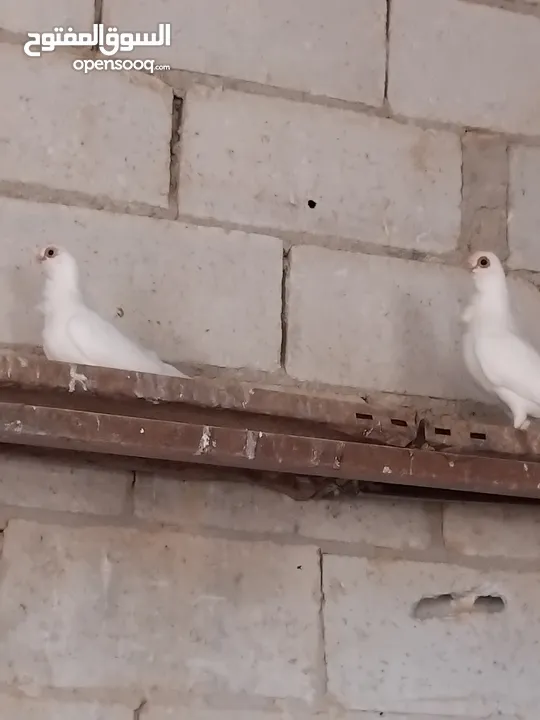 حمام نخب النخب  ثلاث جواز