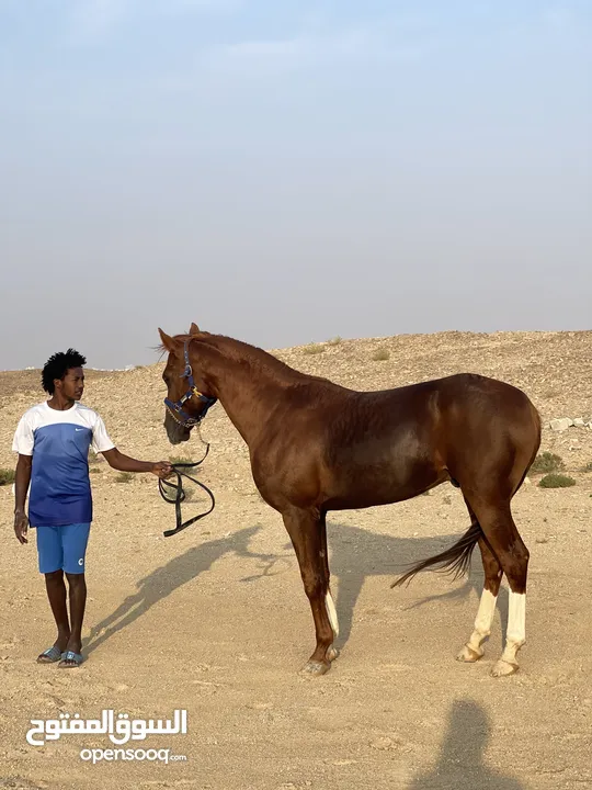 خيل عربي للبيع