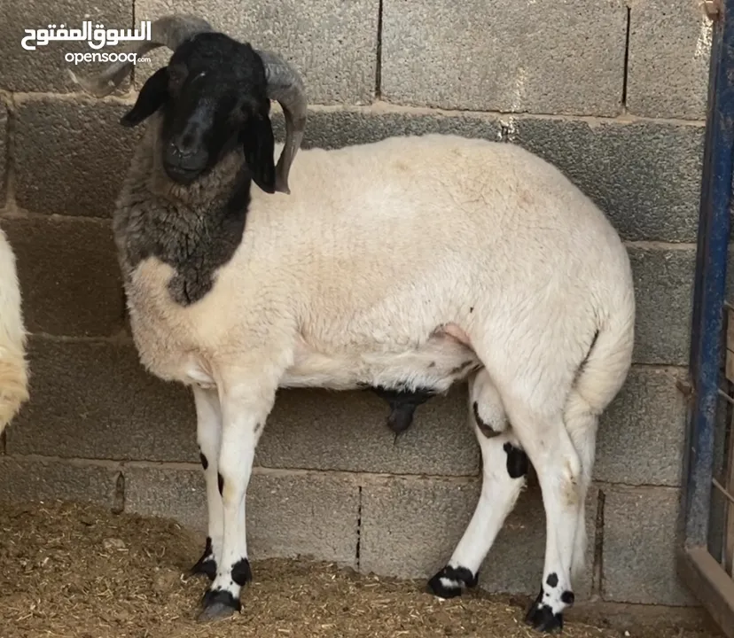 حولي ربي يبارك اقرا الوصف