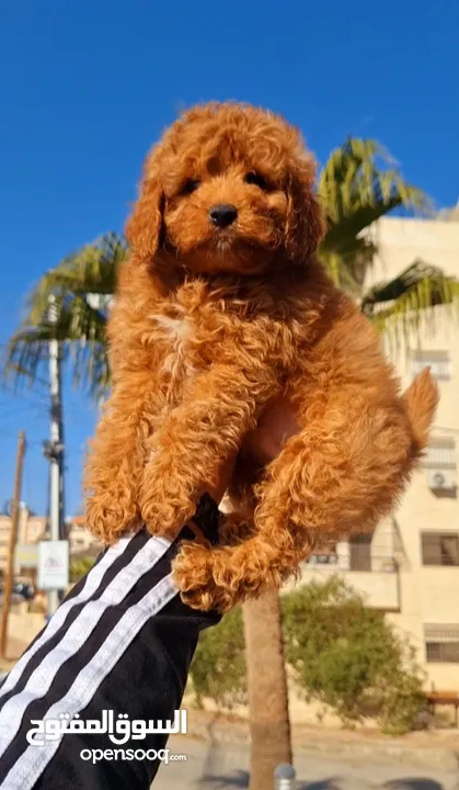 toy poodle T_cup  ذكر توي بودل