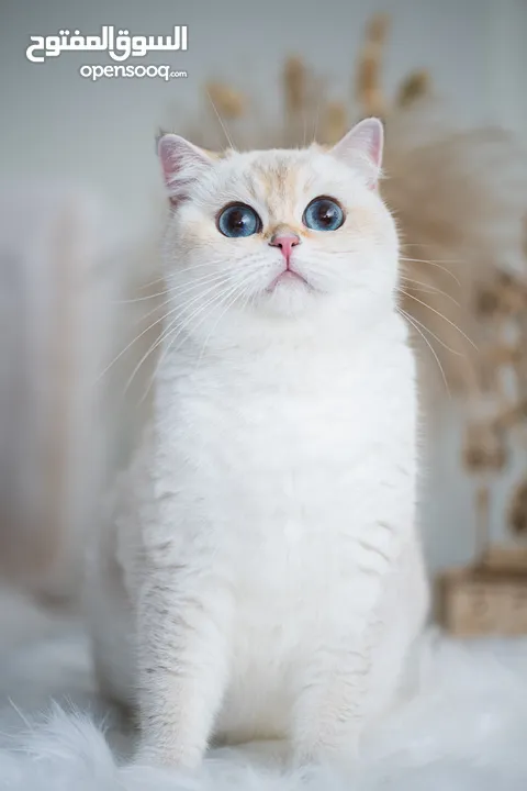 Scottish British shorthair longhair kittens British shorthair Scottish fold kittens Scottish