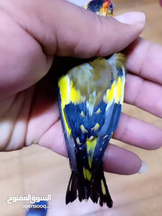 حسون كلاسك اصفر مايور حجل 24