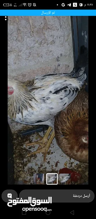 جاجتين وجه بيض واربع صيصان عمر اربع شهور