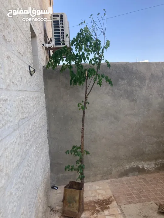 radermachera sinica شجرة  شجرة الثعبان