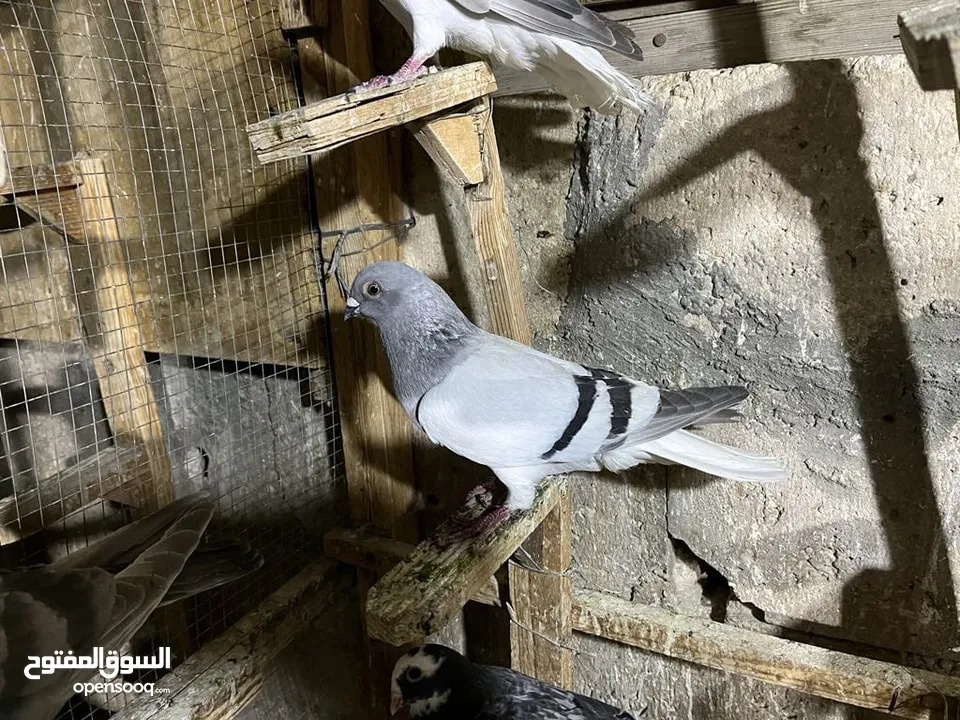 قطعة حمام للبيع